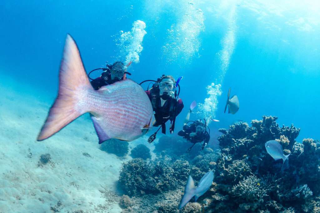 great barrier reef, Your Bucket List Guide to Diving The Great Barrier Reef