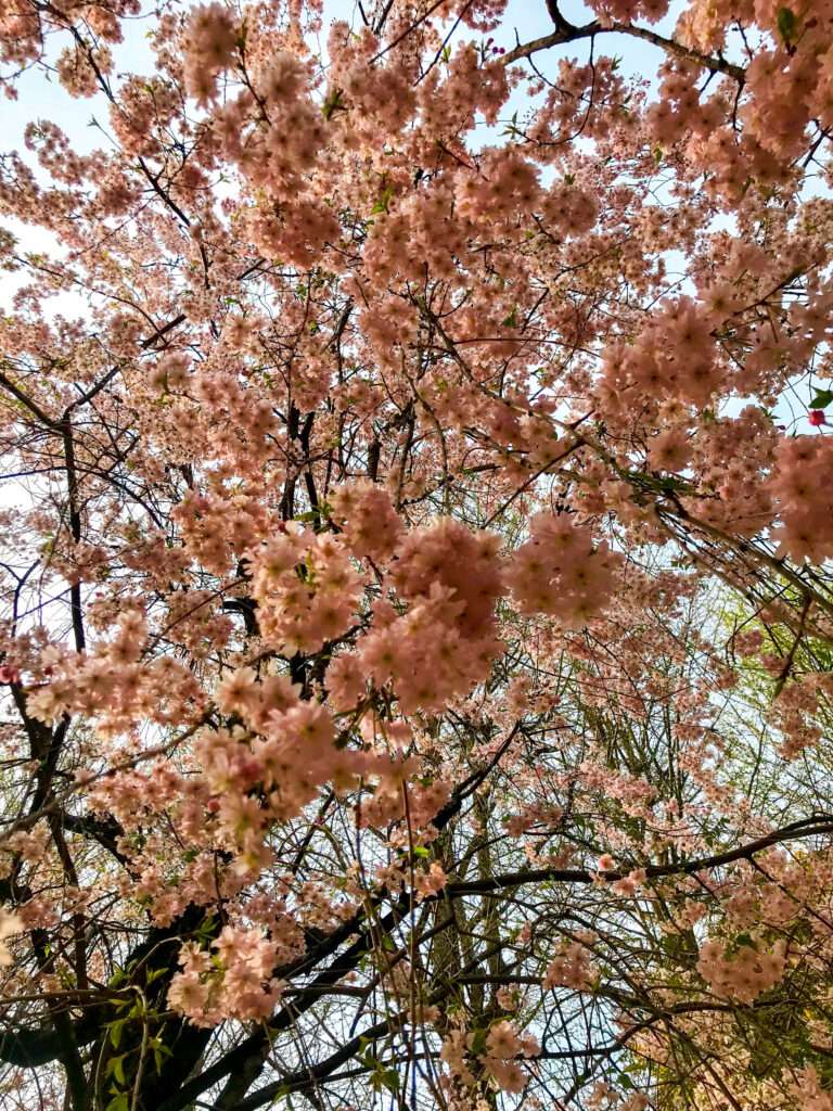 Cherry blossom tree in Tokyo, Japan