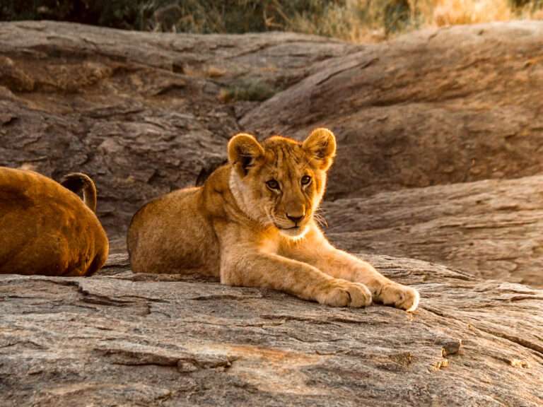 Nine Things to Know Before Going on an African Safari