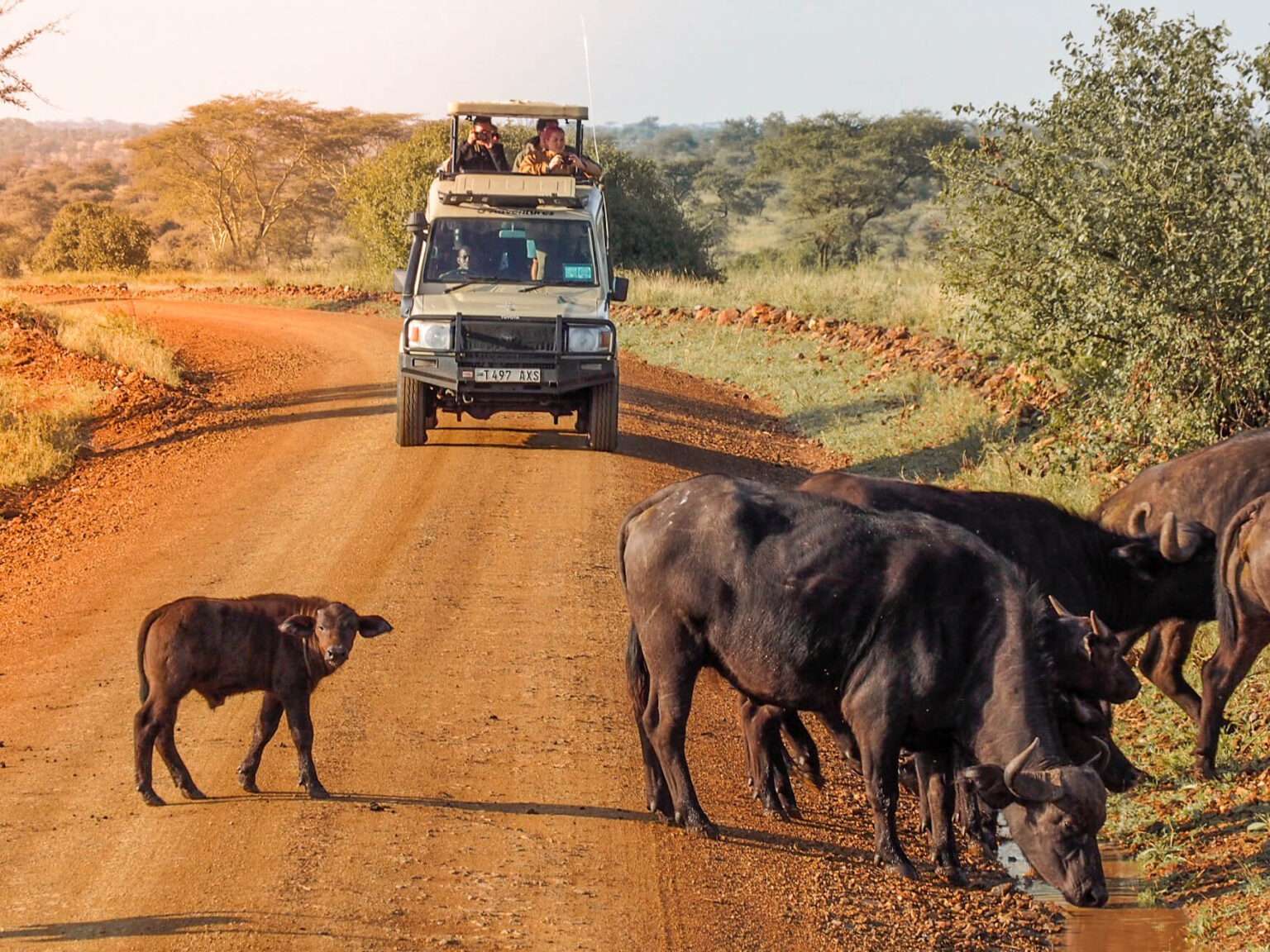 our safari vehicle looking at some buffalo in Tanzania on an African Safari