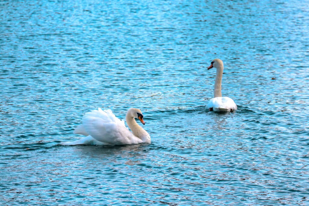 Two swans swimming in Lake Cheyanne, Colorado