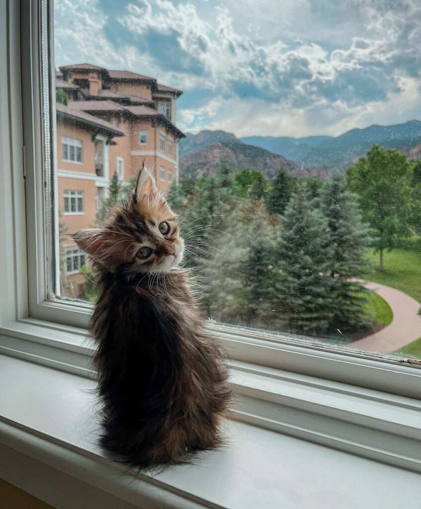 A kitten looks over the view at the Broadmoor.