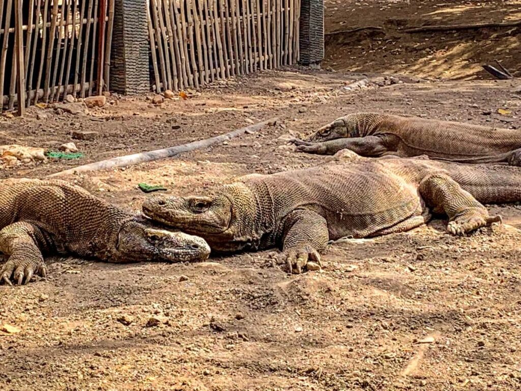 komodo islands, Bucket List Adventure Ideas in the Komodo Islands