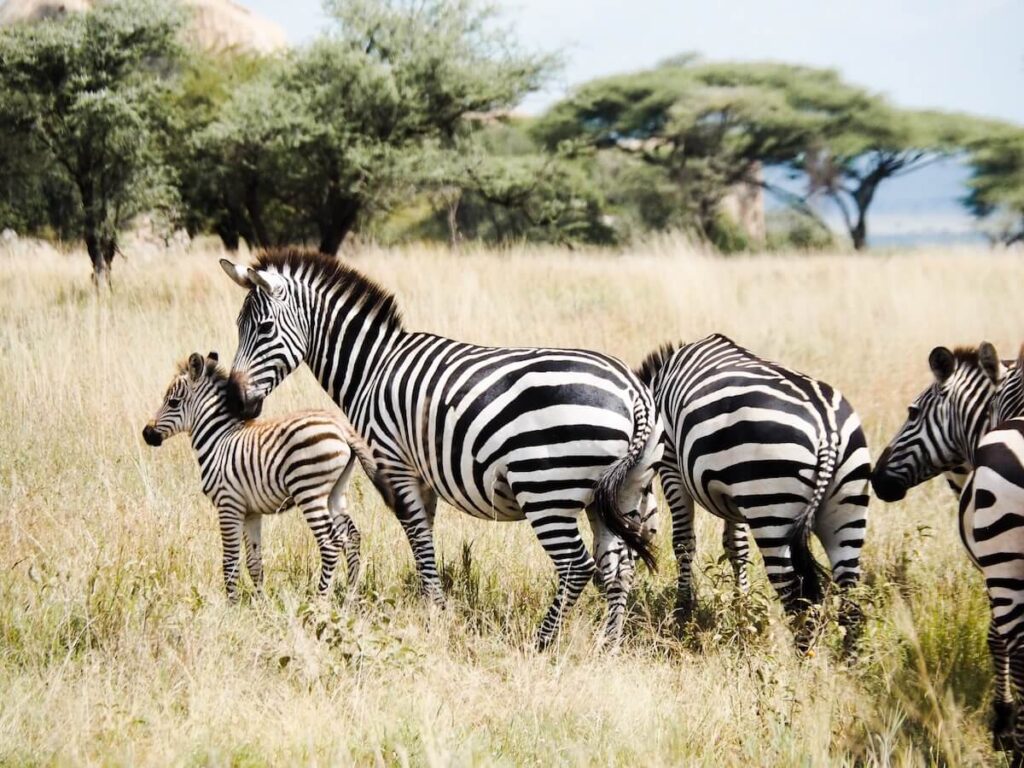 african safari podcast, African Safari: The Backwards Zoo [Podcast Ep. 4]