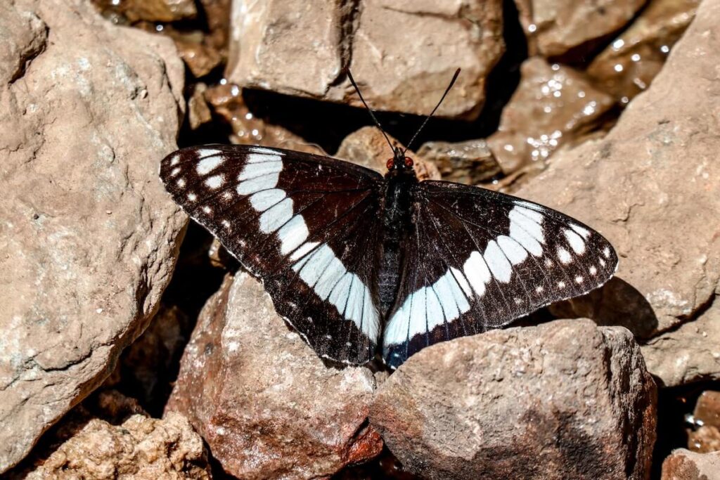 Butterfly on rocks near waterfall in Colorado