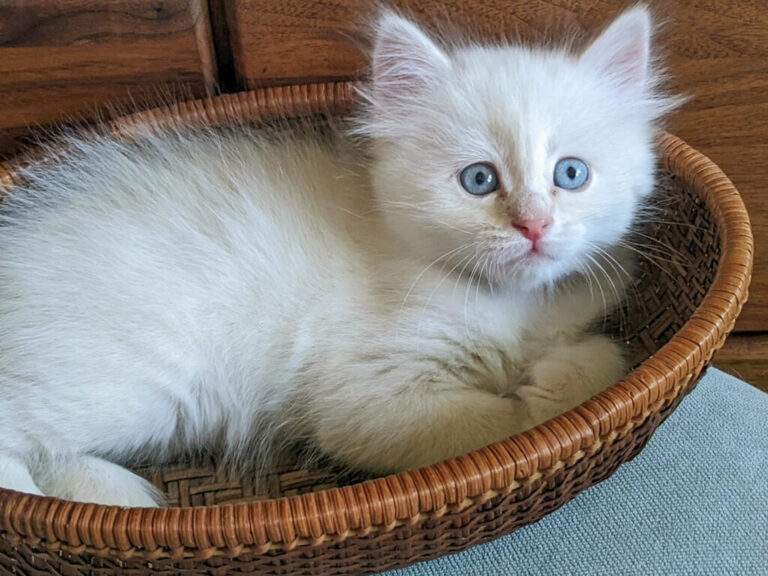 Picture of white kitten, Moshie