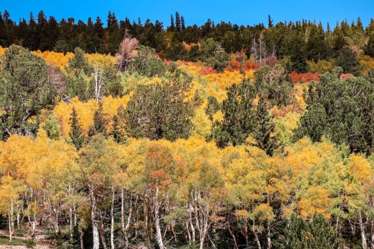 canon eos m50, How to Take Incredible Great Basin National Park Photos