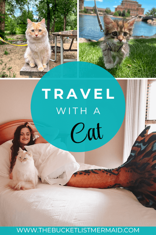 fly with a cat, How to Fly with A Cat Internationally: Learn from My Mistakes!