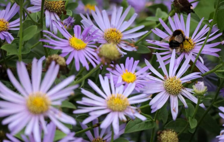 Purple flowers with a bumble bee found in Regent's Park in London