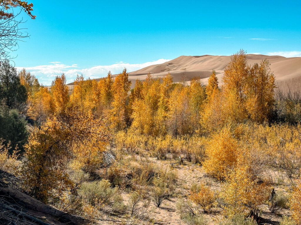 View of the Great Sand Dunes and yellow trees for your fall bucket list