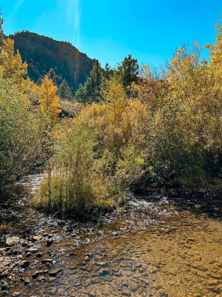 A creek within the Great Sand Dunes National Park
