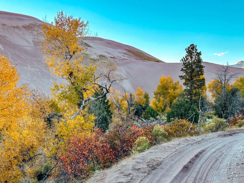 Yellow, red, and green tress with sand dunes in the background. Taken while camping at the Great Sand Dunes in Colorado
