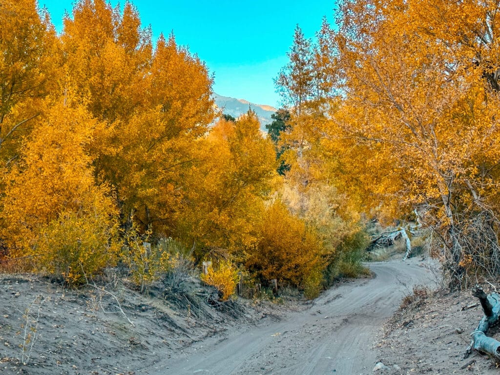 Orange trees on Medano Pass Primative Road while camping in the Great Sand Dunes National Park