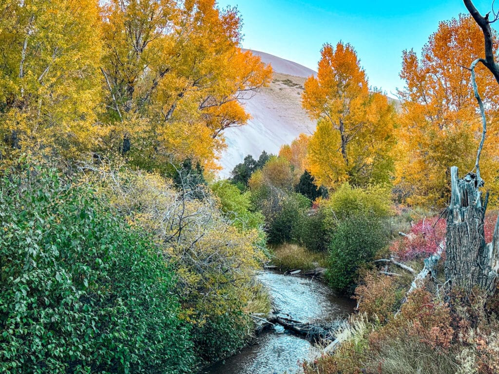 A stream with fall foliage leading to the Great Sand Dunes