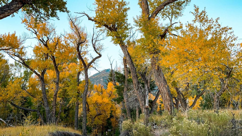 Yellow trees with Colorado Mountain in the background