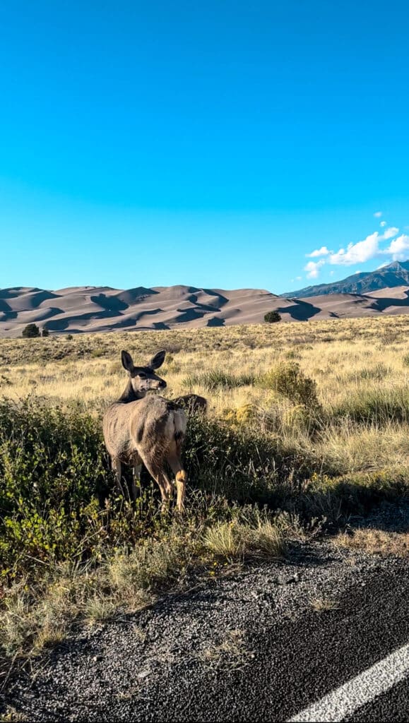A mule deer in the foreground with Great Sand Dune National Park in the background