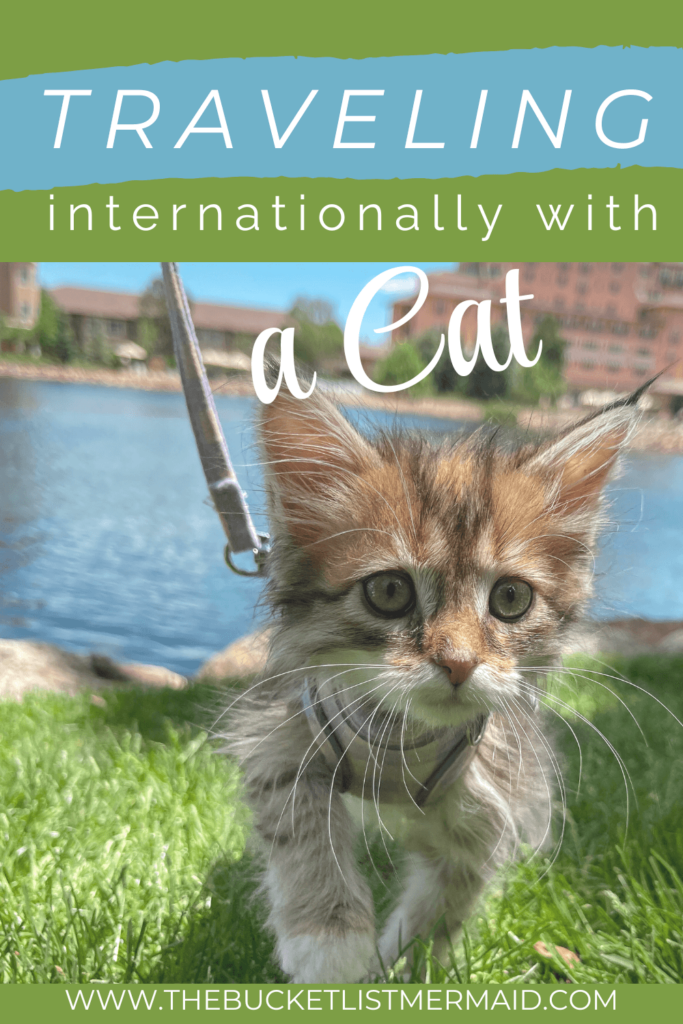 Pinterest Pin: traveling internationally with a cat. A kitten on a leash on the grass