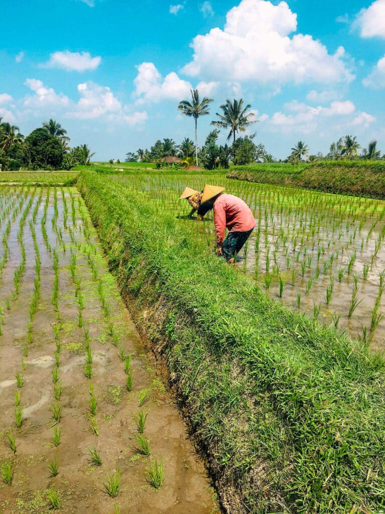 Two Balinese people tending rice fields in Bali