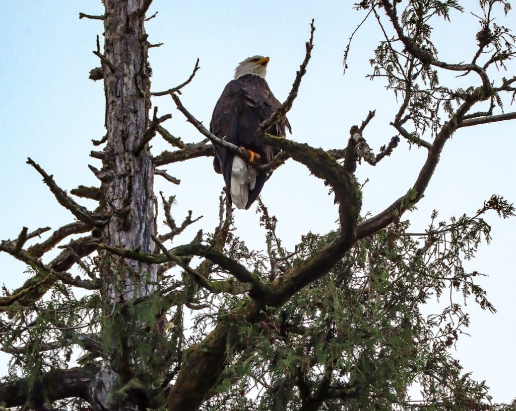A bald eagle spotted in Ketchikan, Alaska