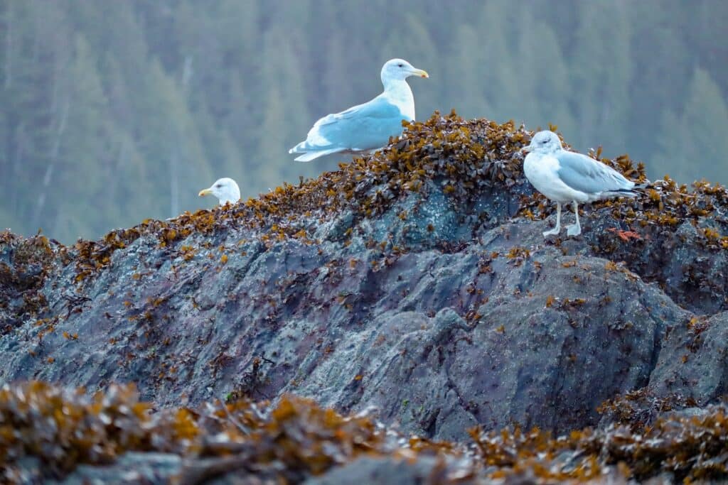 Birds on a rock in Ketchikan, Alaska on an Alaska cruise in October
