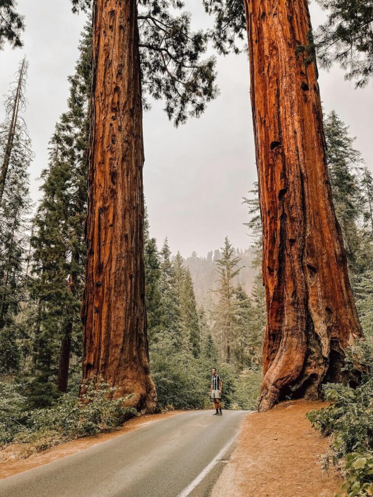 Two massive redwood trees with hiker in the middle in California