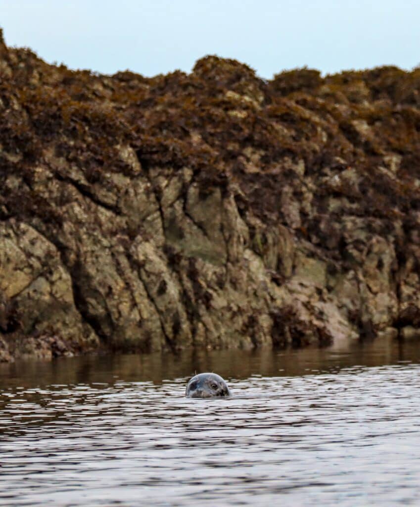 A harbor seal popping its head out of the water in Ketchikan, Alaska