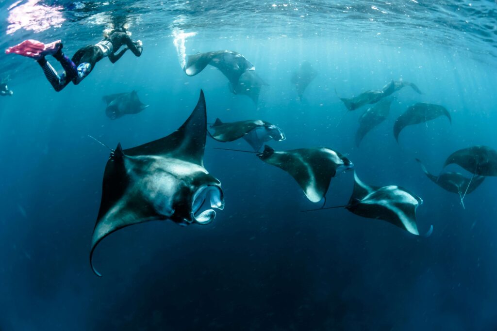 A snorkeler surrounded by manta rays - an August Bucket List Idea