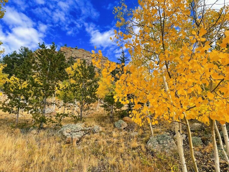 Changing Aspens Eleven mile, Colorado