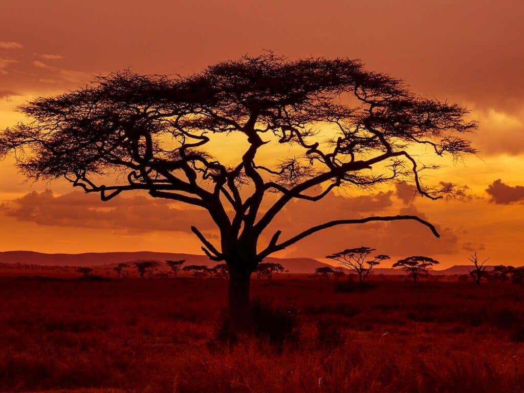 Sunset over tree in Serengeti National Park