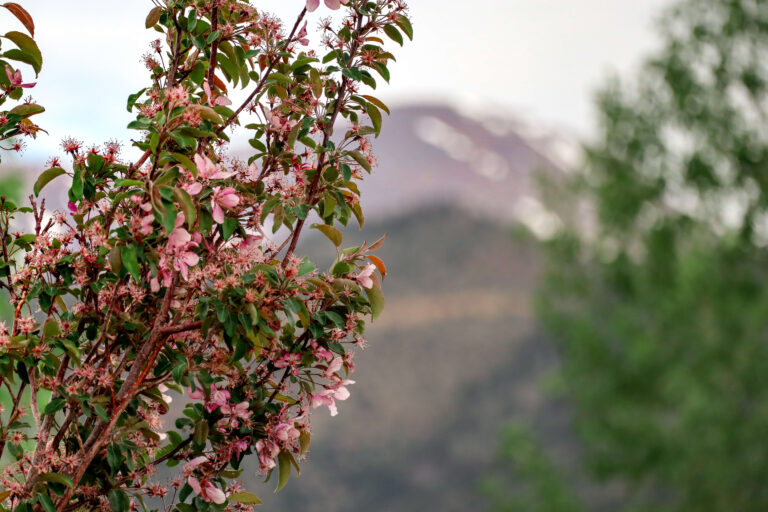 Pink flowers with mountains in the background near Buena Vista