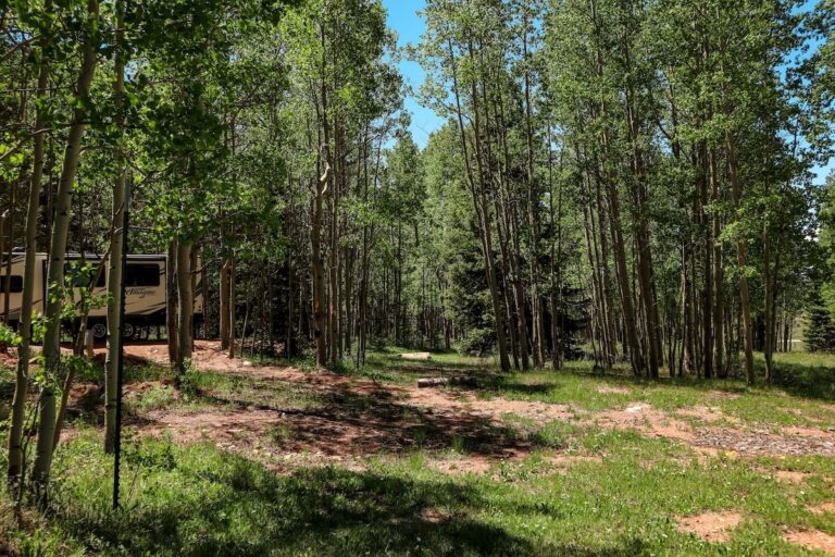 Trees with camper at Rocking M Ranch in Colorado