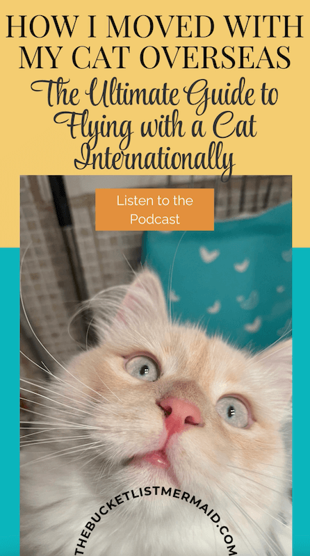 fly with a cat, How to Fly with A Cat + What Not to Do [Podcast Ep. 15]