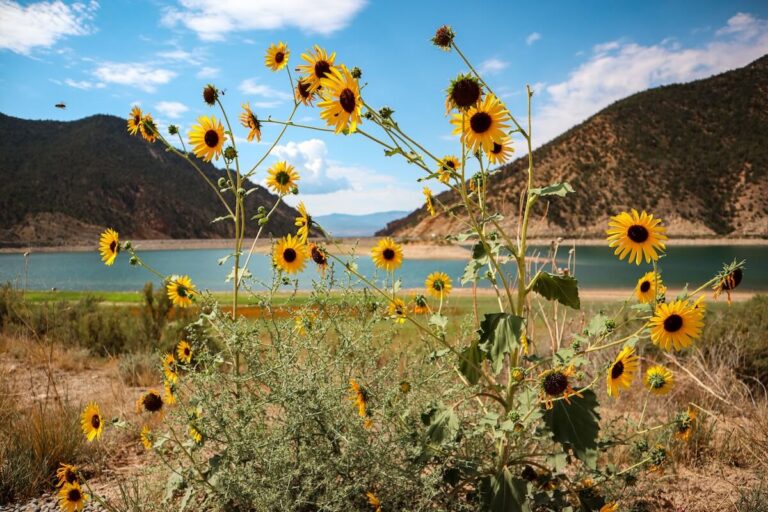 Sunflowers and bee overlooking Rifle State Park in Colorado