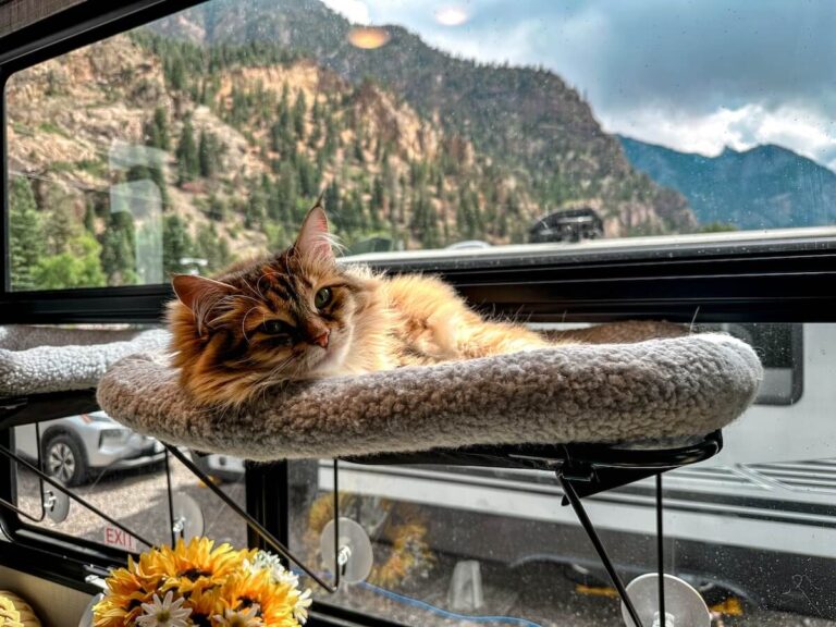 Cat in window of Ouray Riverside Resort with mountains looking out of RV