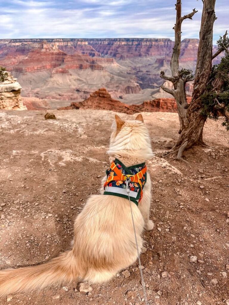 Pet adventure gear, Pet Adventure Gear to Travel with Your Furry Friends