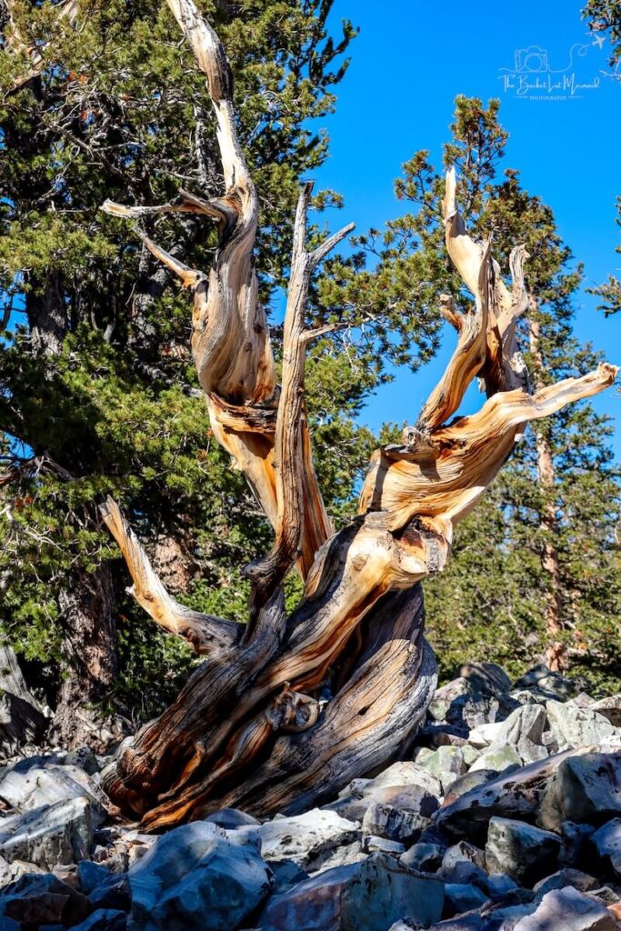great basin national park, Great Basin National Park Bucket List (Things to Do &amp; Guide)