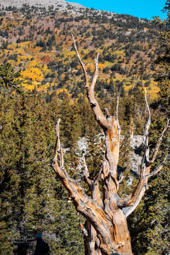 great basin national park photos, How to Take Incredible Great Basin National Park Photos