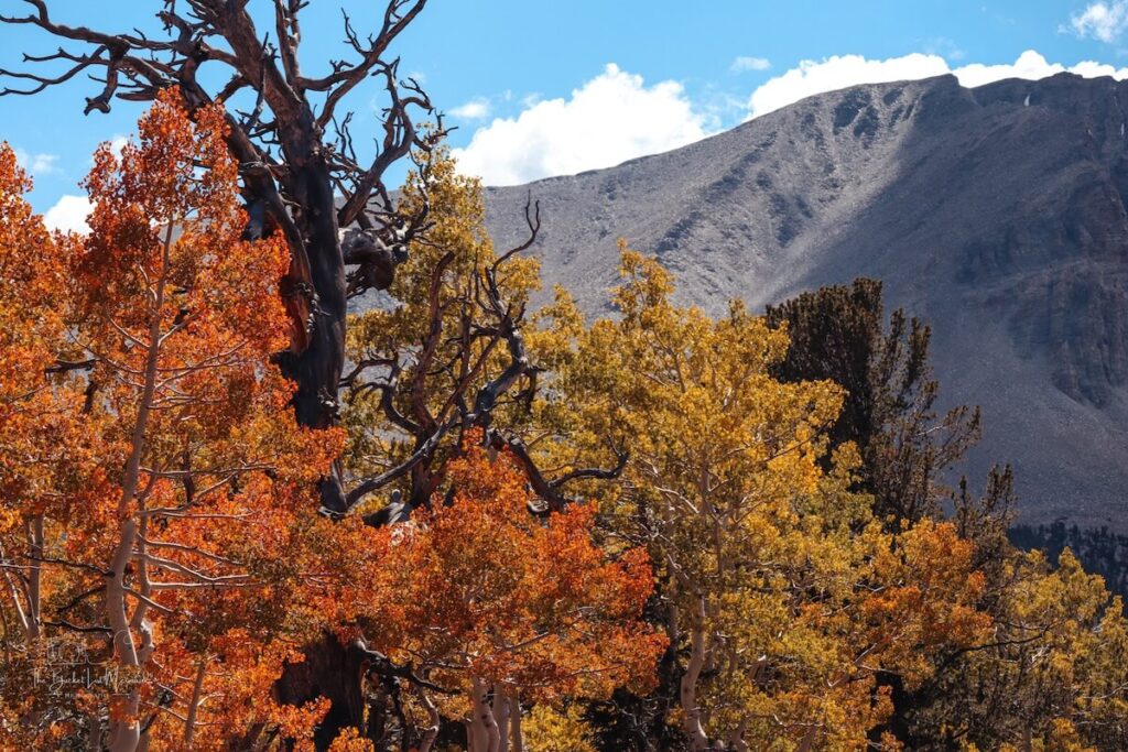 great basin national park, Great Basin National Park Bucket List (Things to Do &amp; Guide)