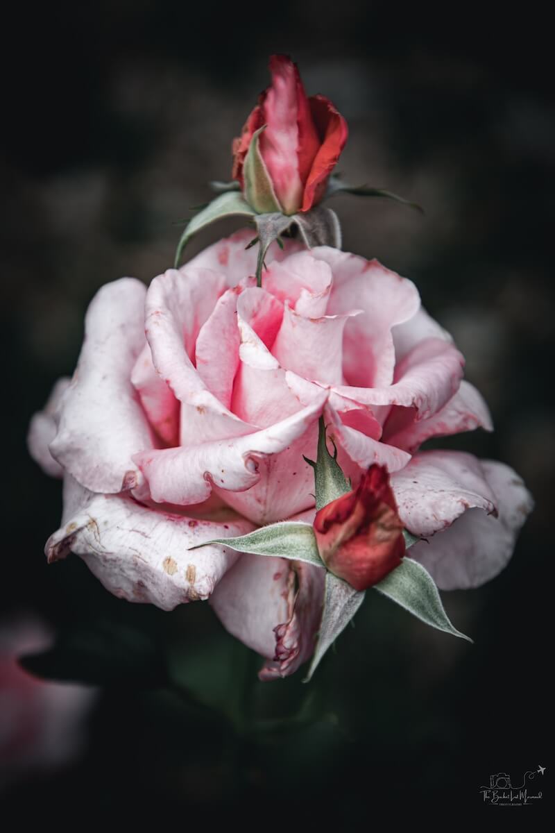 , Professional Lightroom Editing That Brings Your Photos to Life