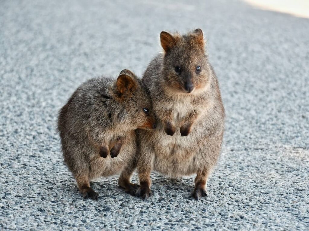 , An Outdoor Guide to Western Australia