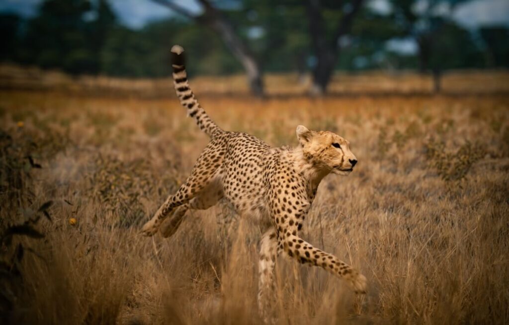 A cheetah diorama at the museum of natural history in Denver, Colorado
