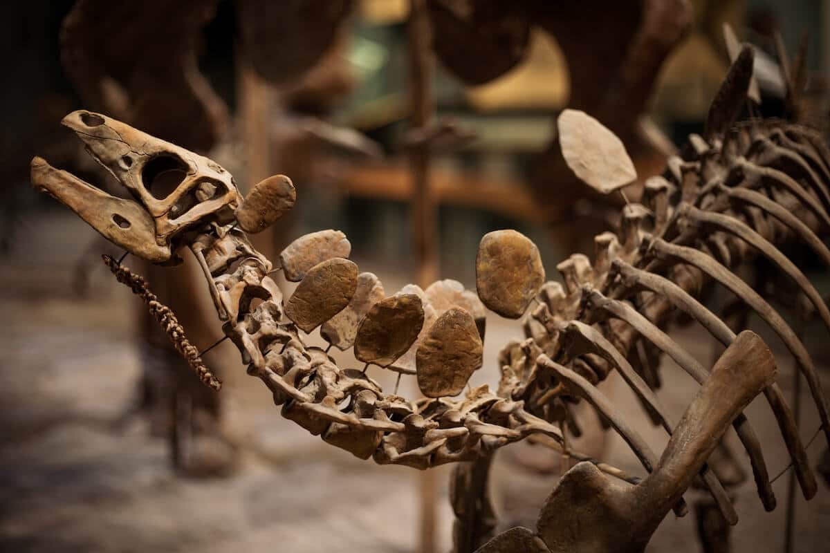 A small dinosaur skeleton on display