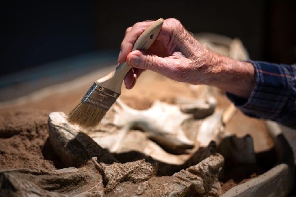 An older hand holding a brush wiping away some dust at a dinosaur interactive exhibit