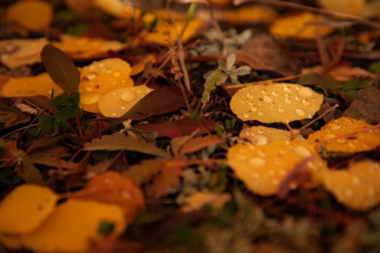 A photo of water droplets on leaves after a rainstorm in Colorado in fall