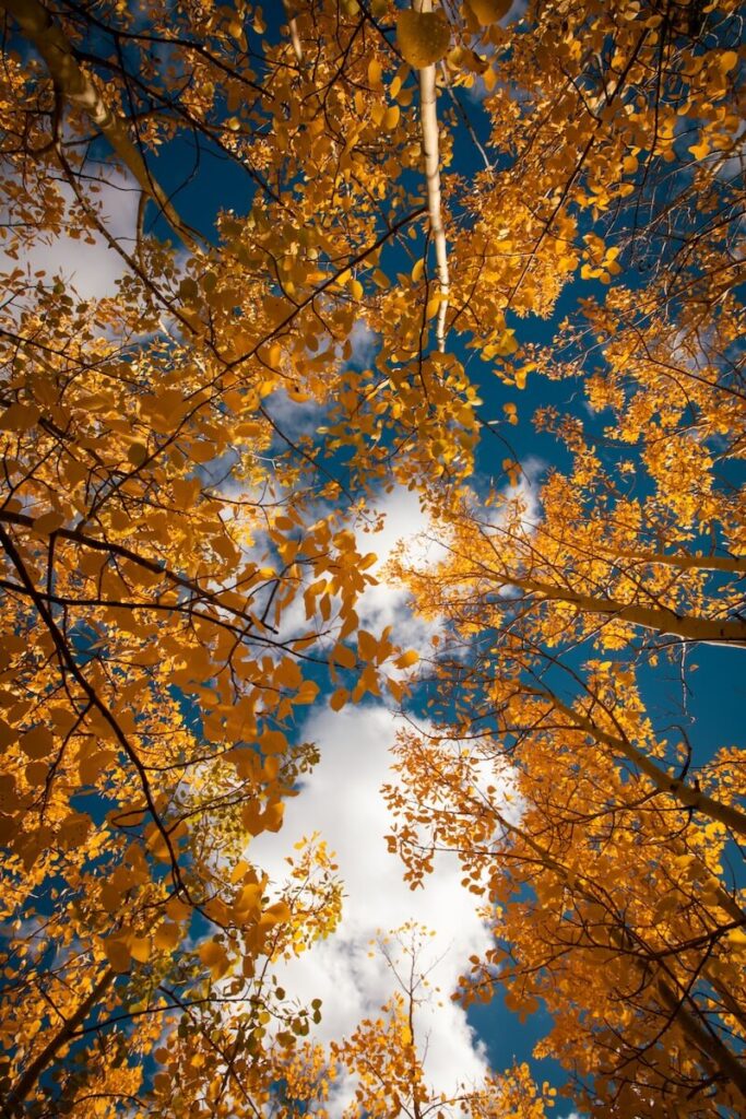 fall photography, Fall Photography to Inspire Your Next Adventure + Tips
