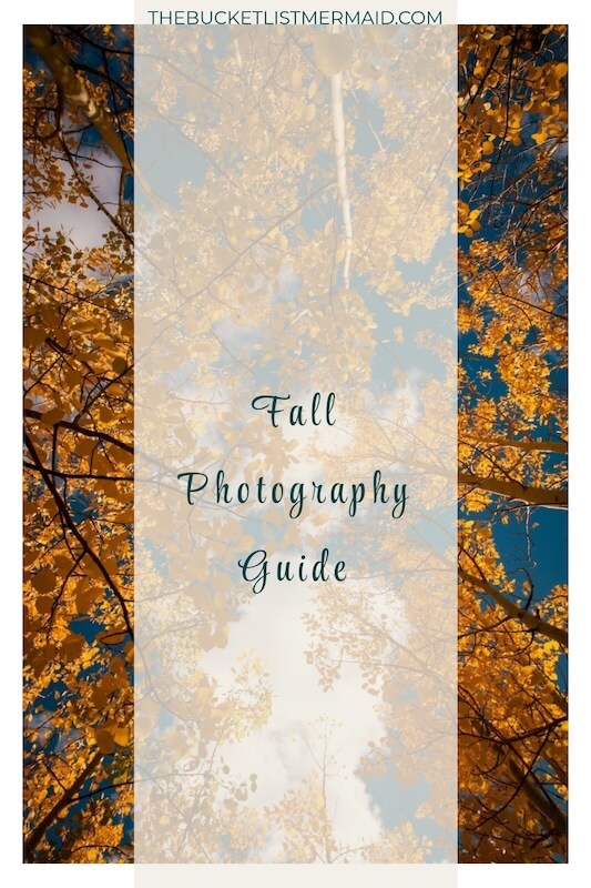 A pinterest pin for a Fall Photography guide looking up fall leaves. 