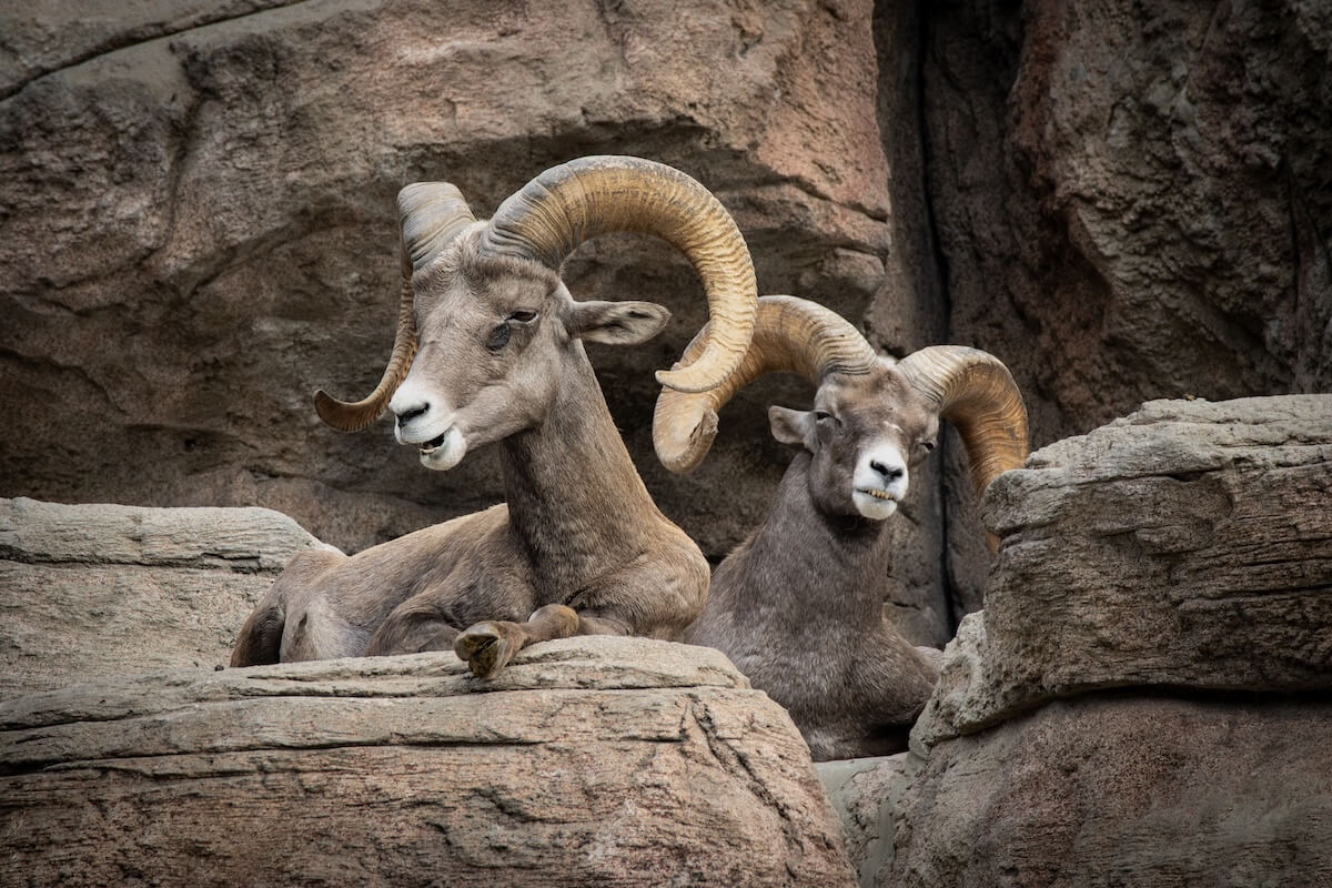 Two bighorn sheep on rocks in the denver zoo