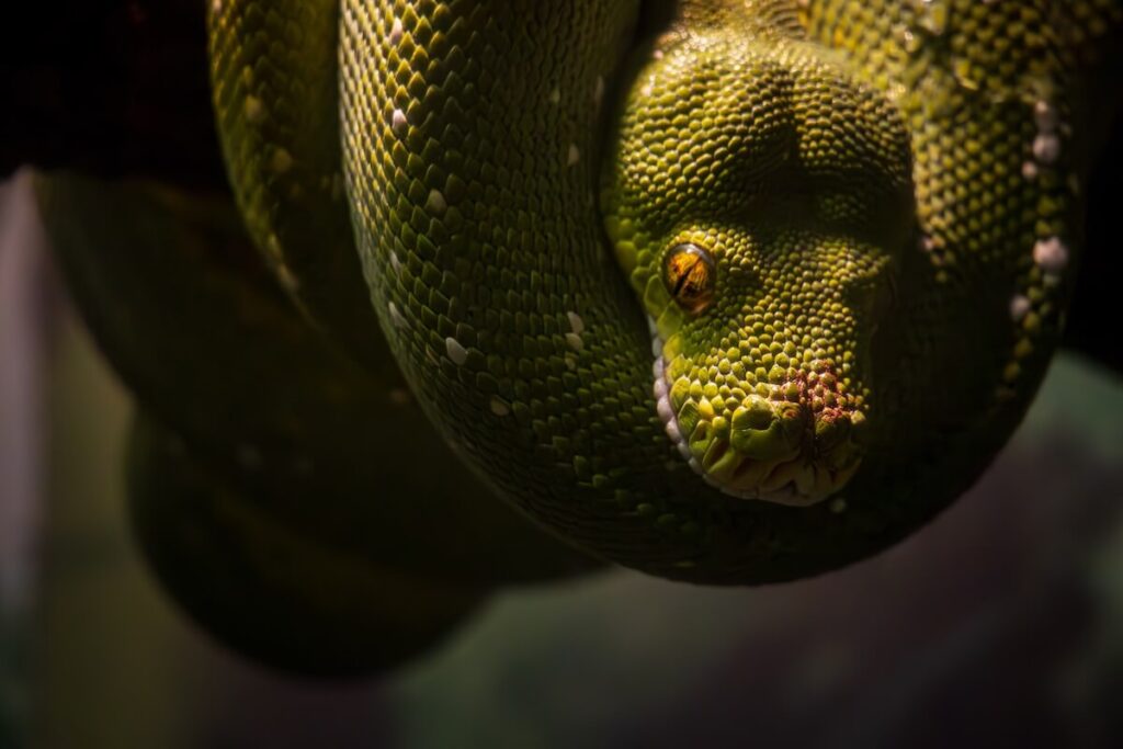 A dramatic green snake with yellow eyes in a zoo enclosure posing for some zoo photography