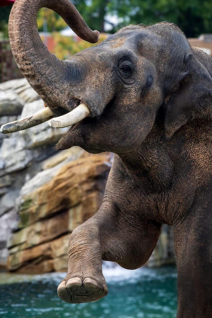 An elephant raising his trunk and foot in front of a waterfall for zoo photography