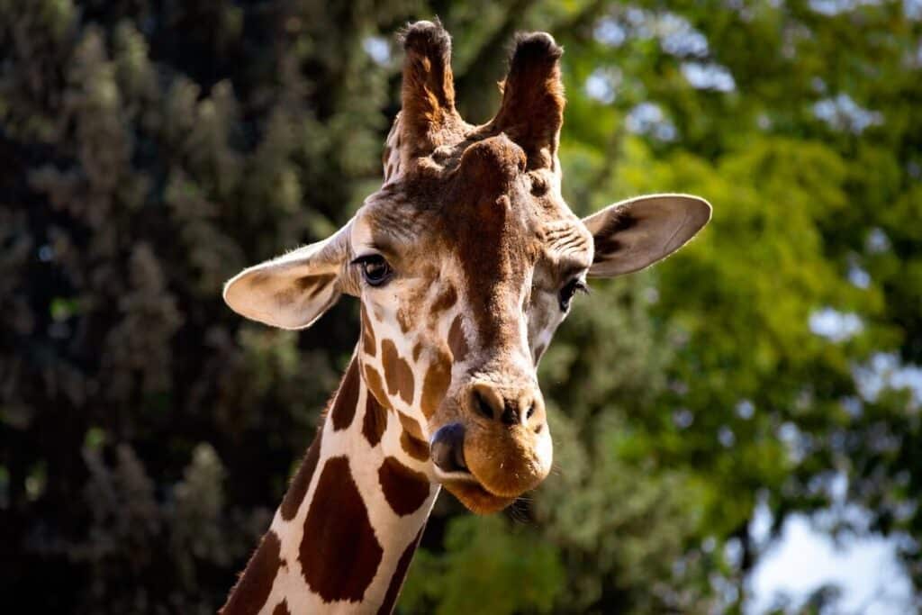A giraffe with its tongue out for some zoo photography.